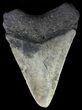 Bargain, Megalodon Tooth - North Carolina #67052-1